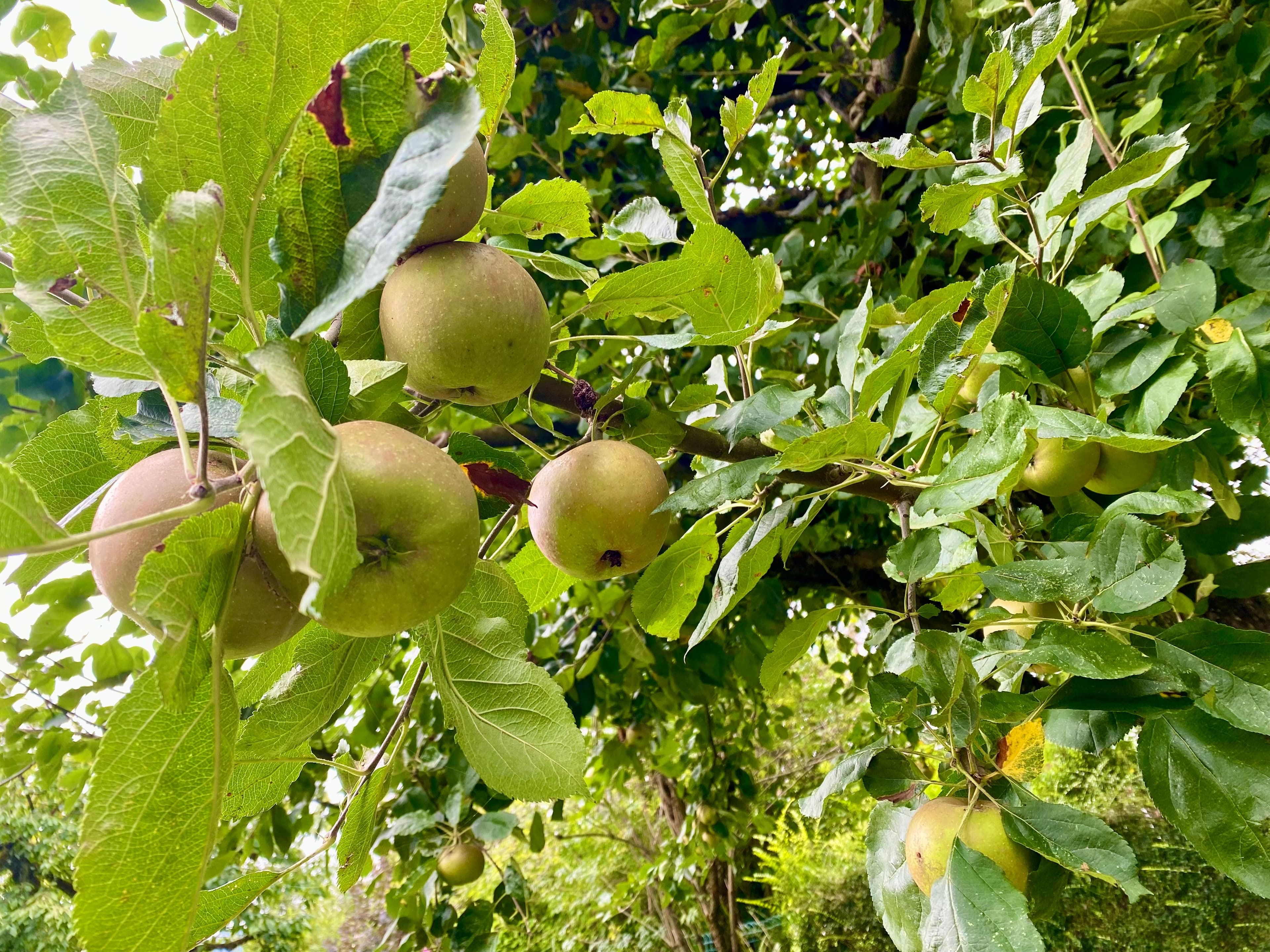 a branch with apples